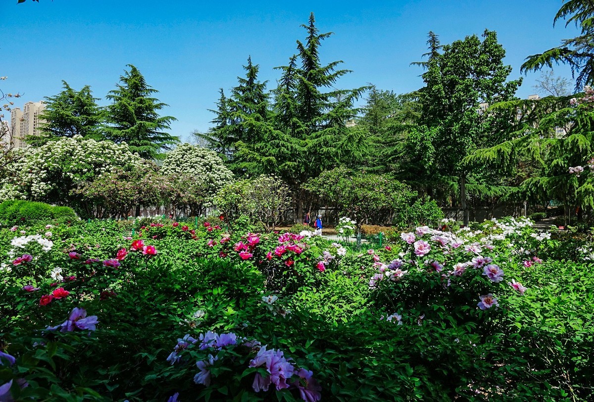 洛阳牡丹果然甲天下（二）