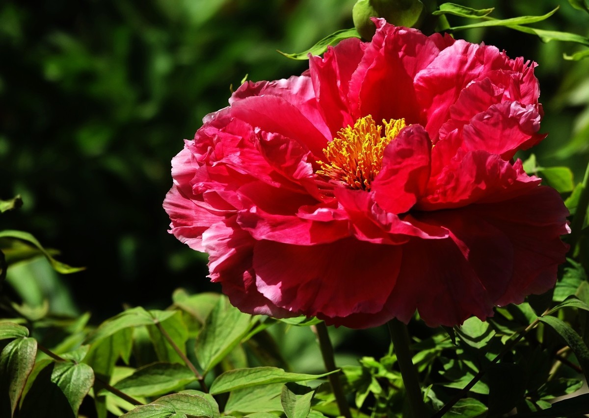 洛阳牡丹果然甲天下（二）