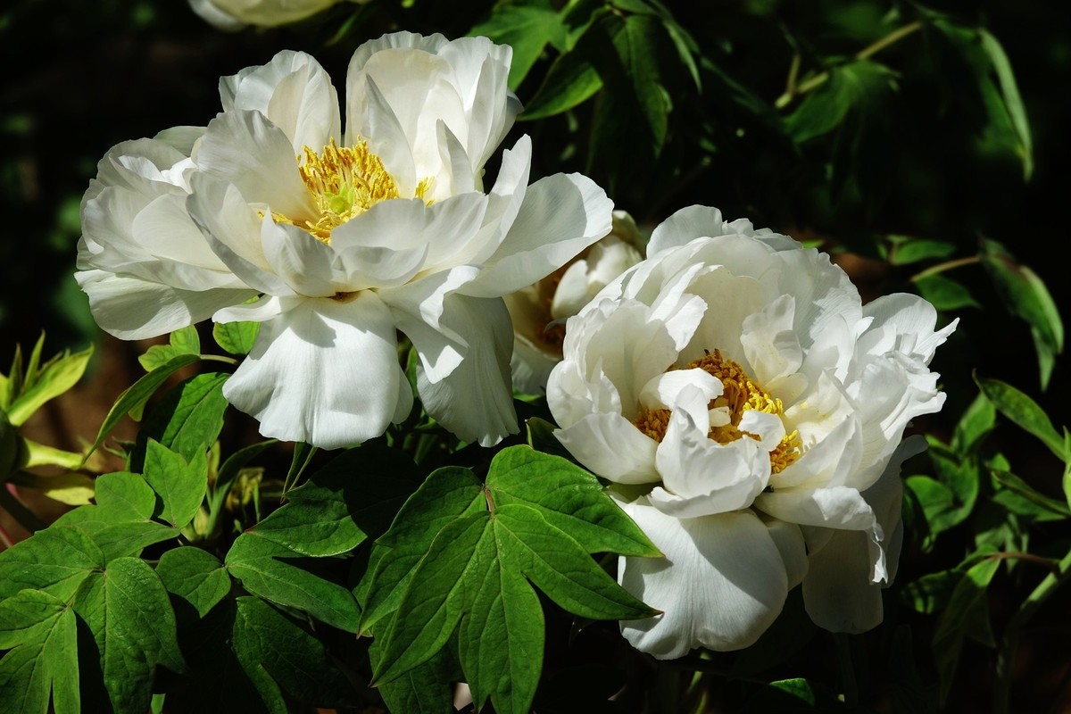 洛阳牡丹果然甲天下（二）