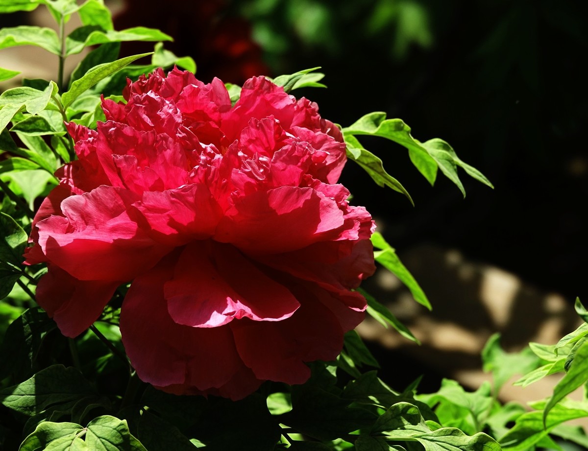 洛阳牡丹果然甲天下（二）