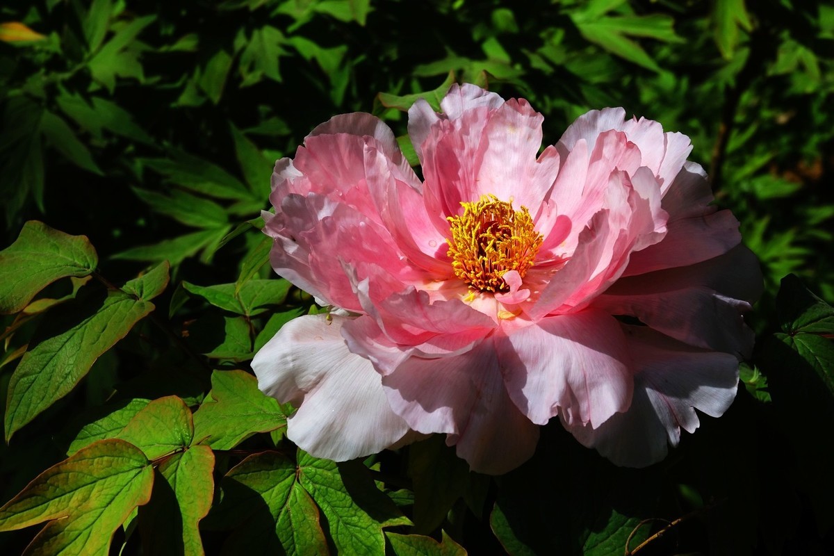 洛阳牡丹果然甲天下（二）