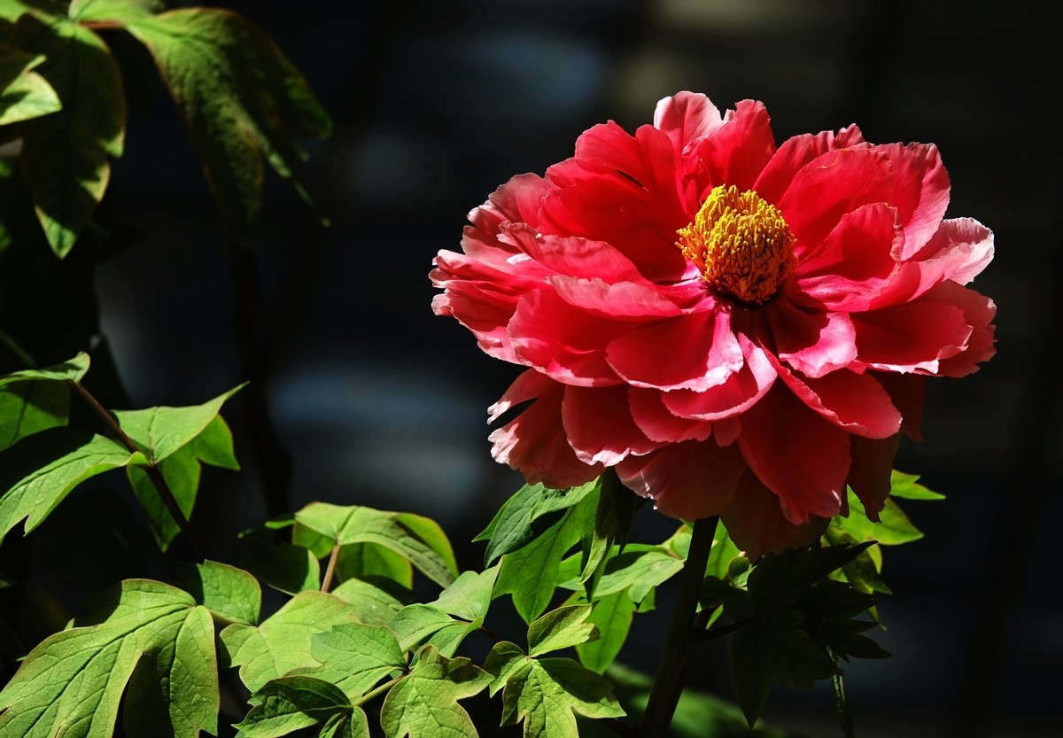 洛阳牡丹果然甲天下（二）