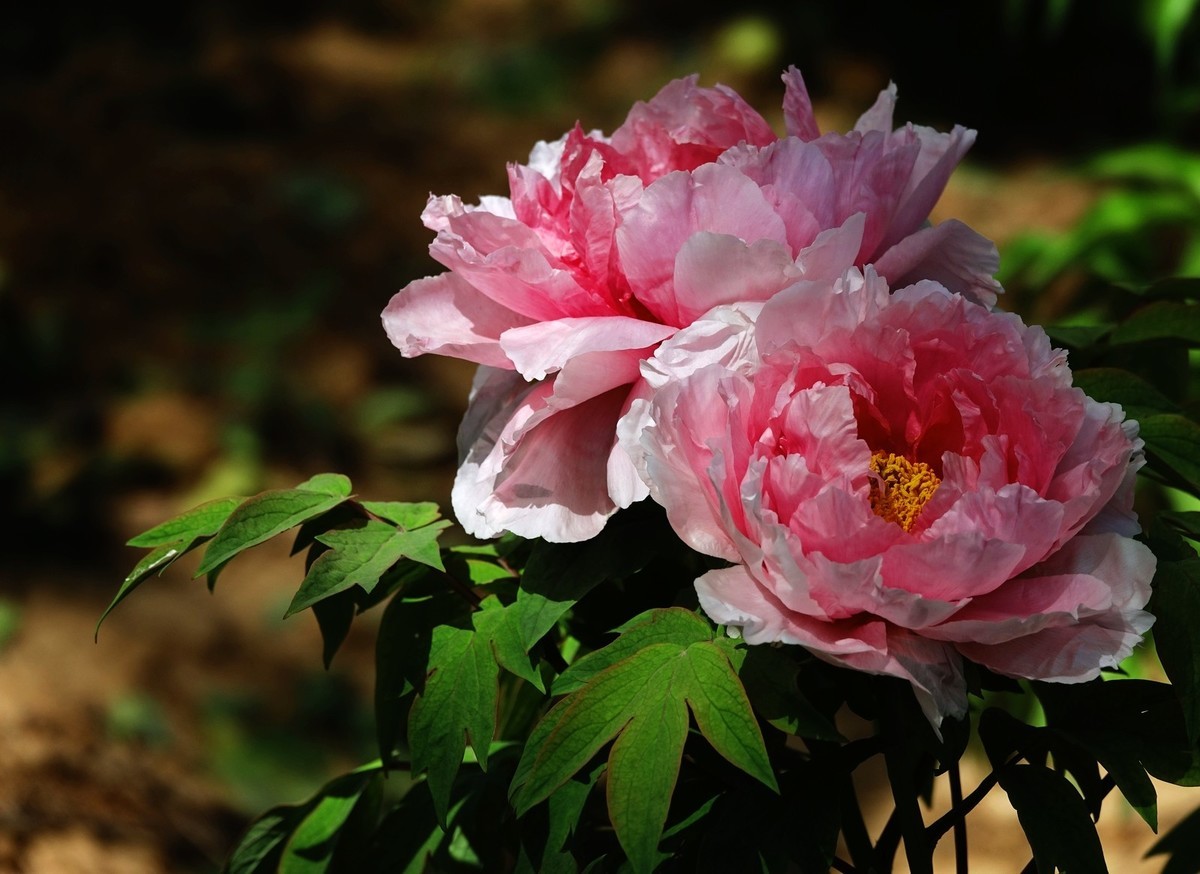 洛阳牡丹果然甲天下（二）