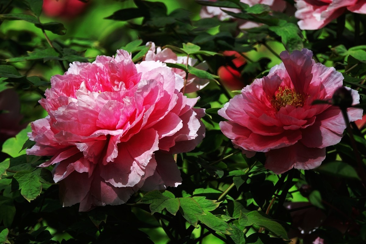 洛阳牡丹果然甲天下（二）