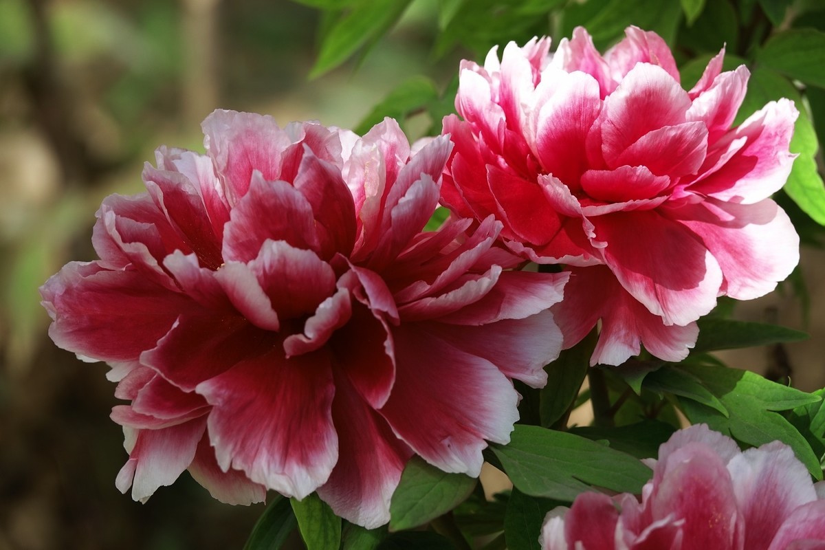 洛阳牡丹果然甲天下（二）