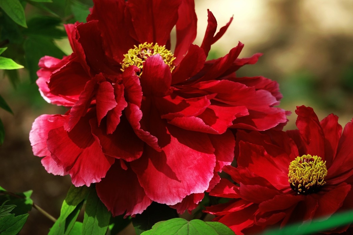 洛阳牡丹果然甲天下（二）