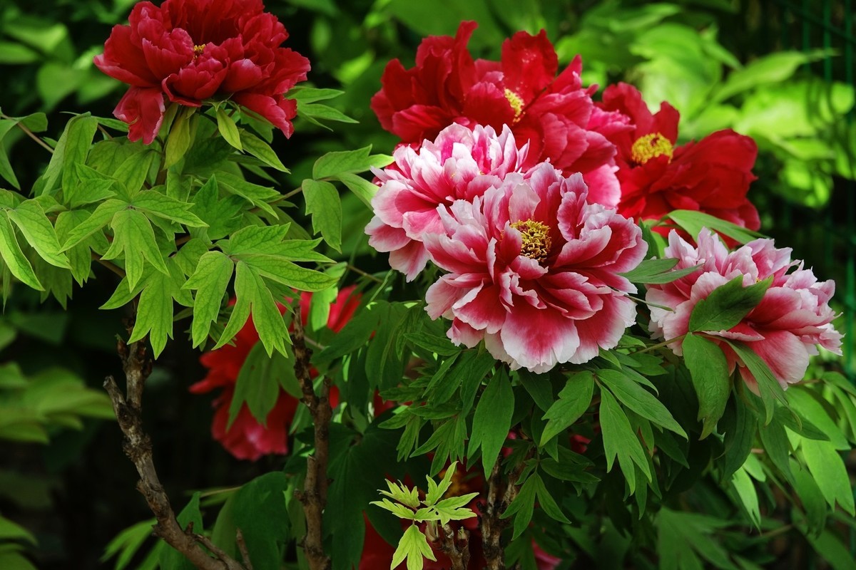 洛阳牡丹果然甲天下（二）