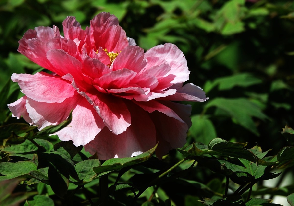 洛阳牡丹果然甲天下（二）