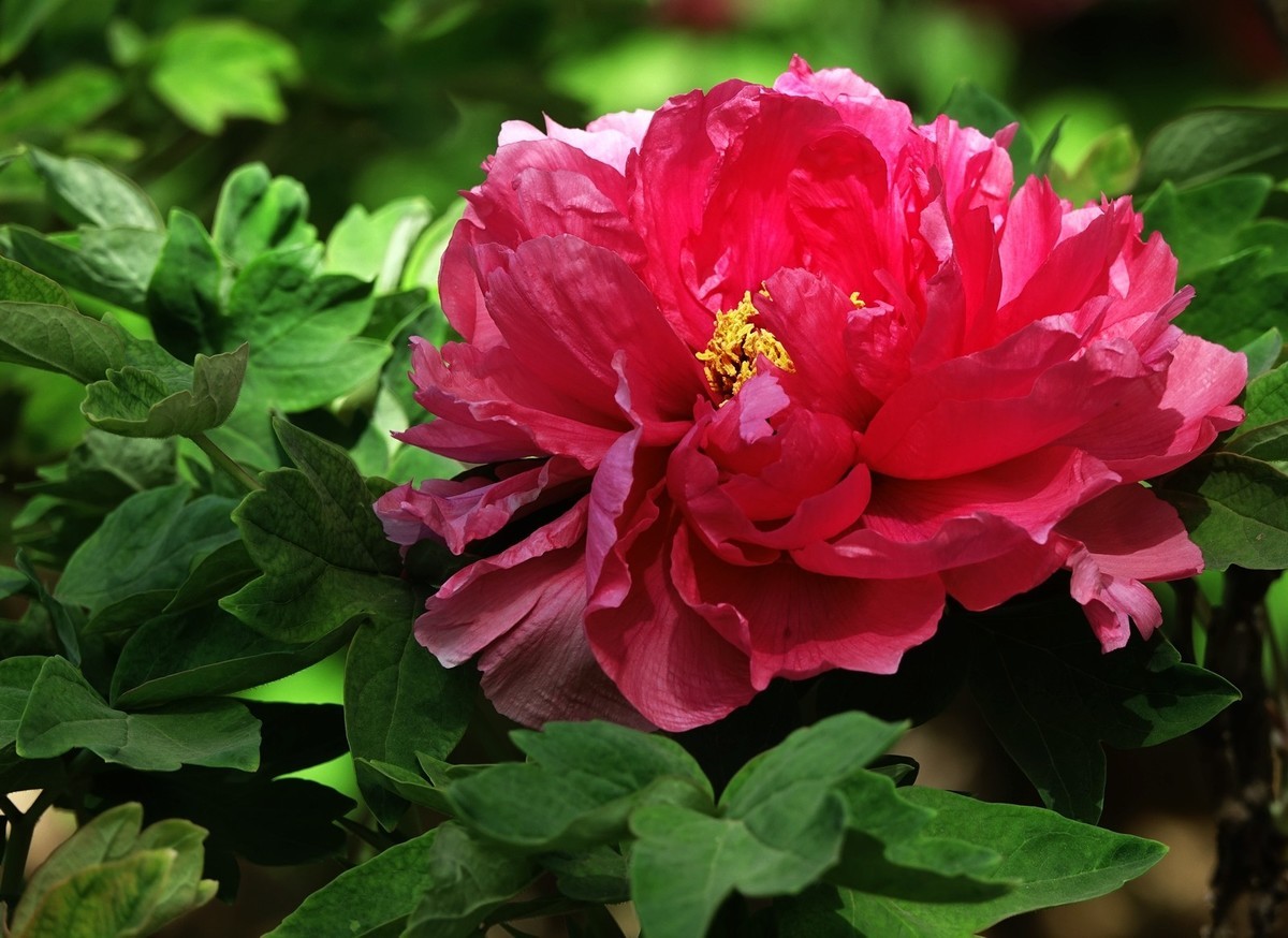 洛阳牡丹果然甲天下（二）