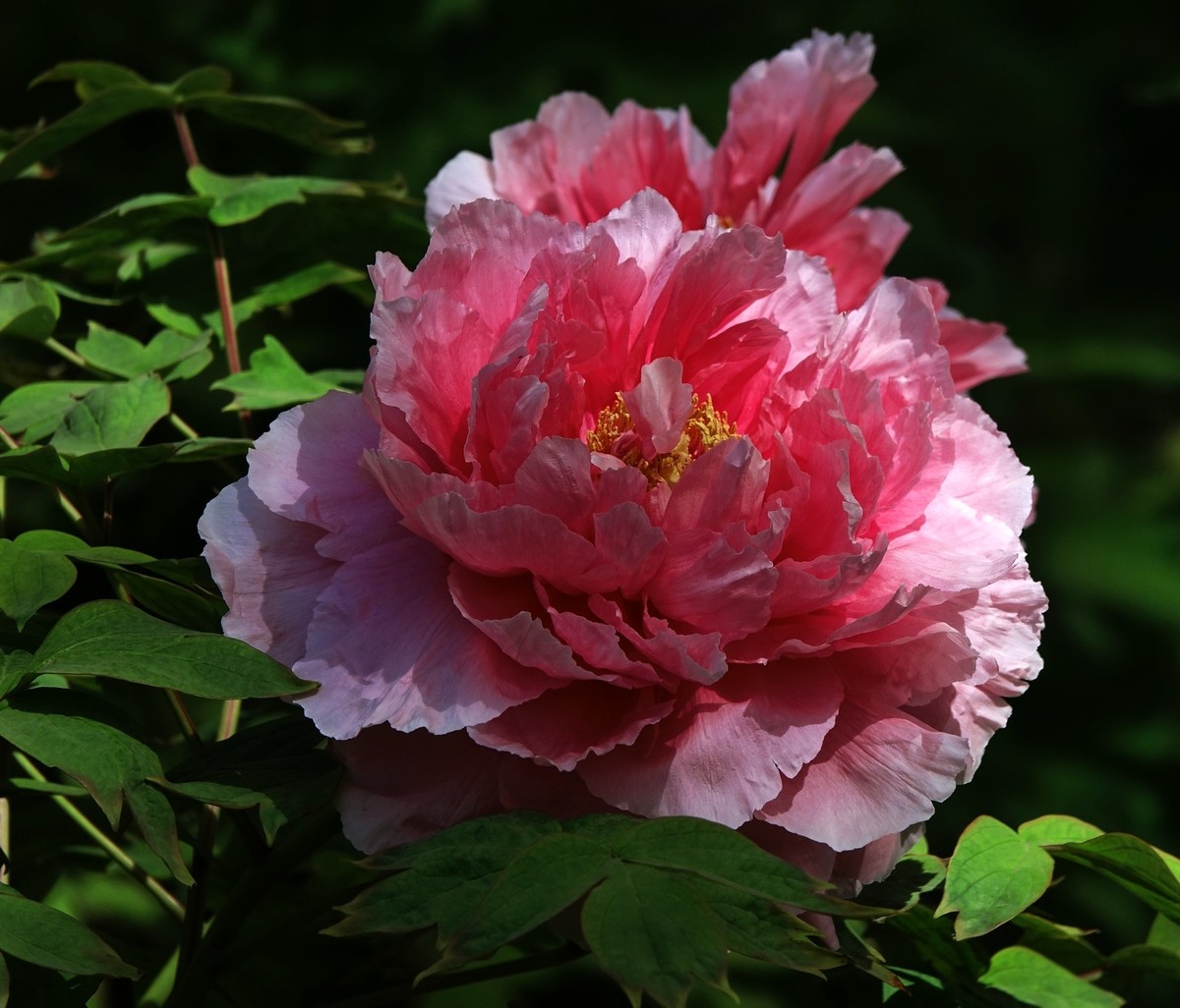 洛阳牡丹果然甲天下（二）