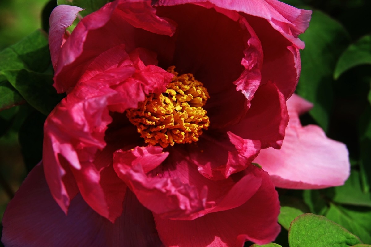 洛阳牡丹果然甲天下（二）