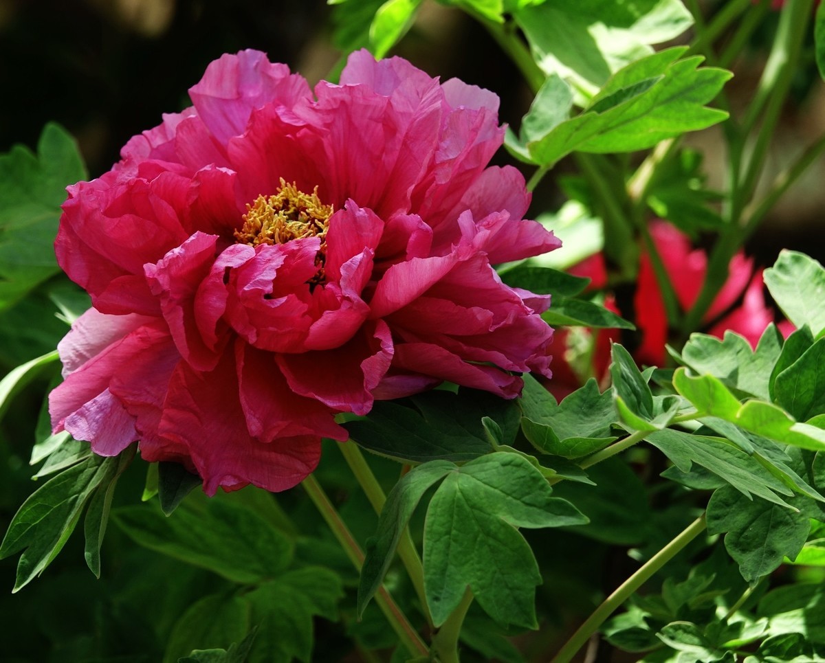 洛阳牡丹果然甲天下（二）