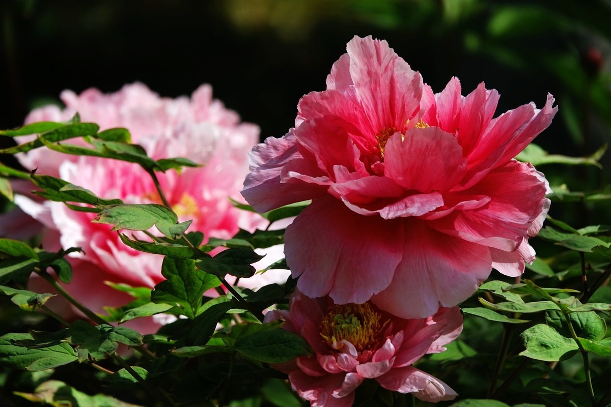 洛阳牡丹果然甲天下（二）