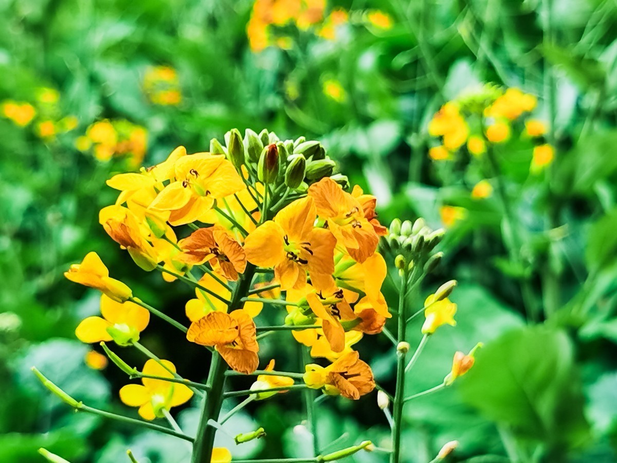 油菜花