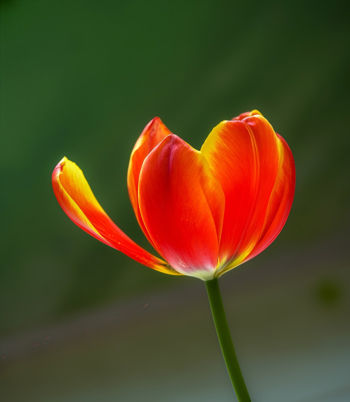 春游中山公园20250403 《10》