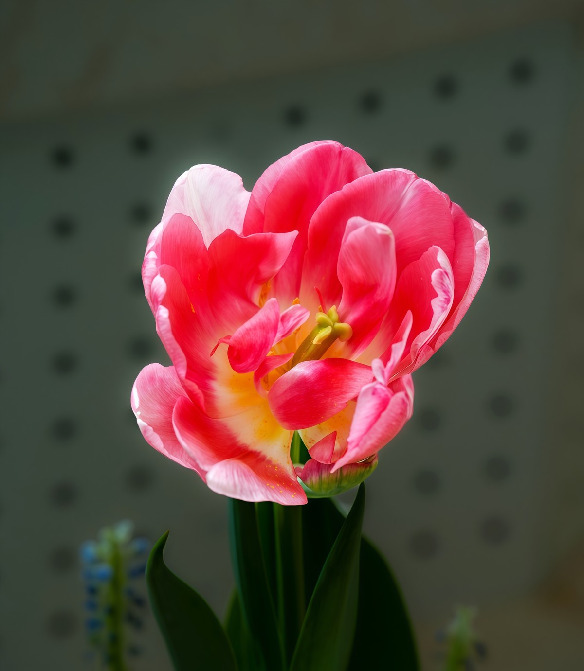 春游中山公园20250403 《10》