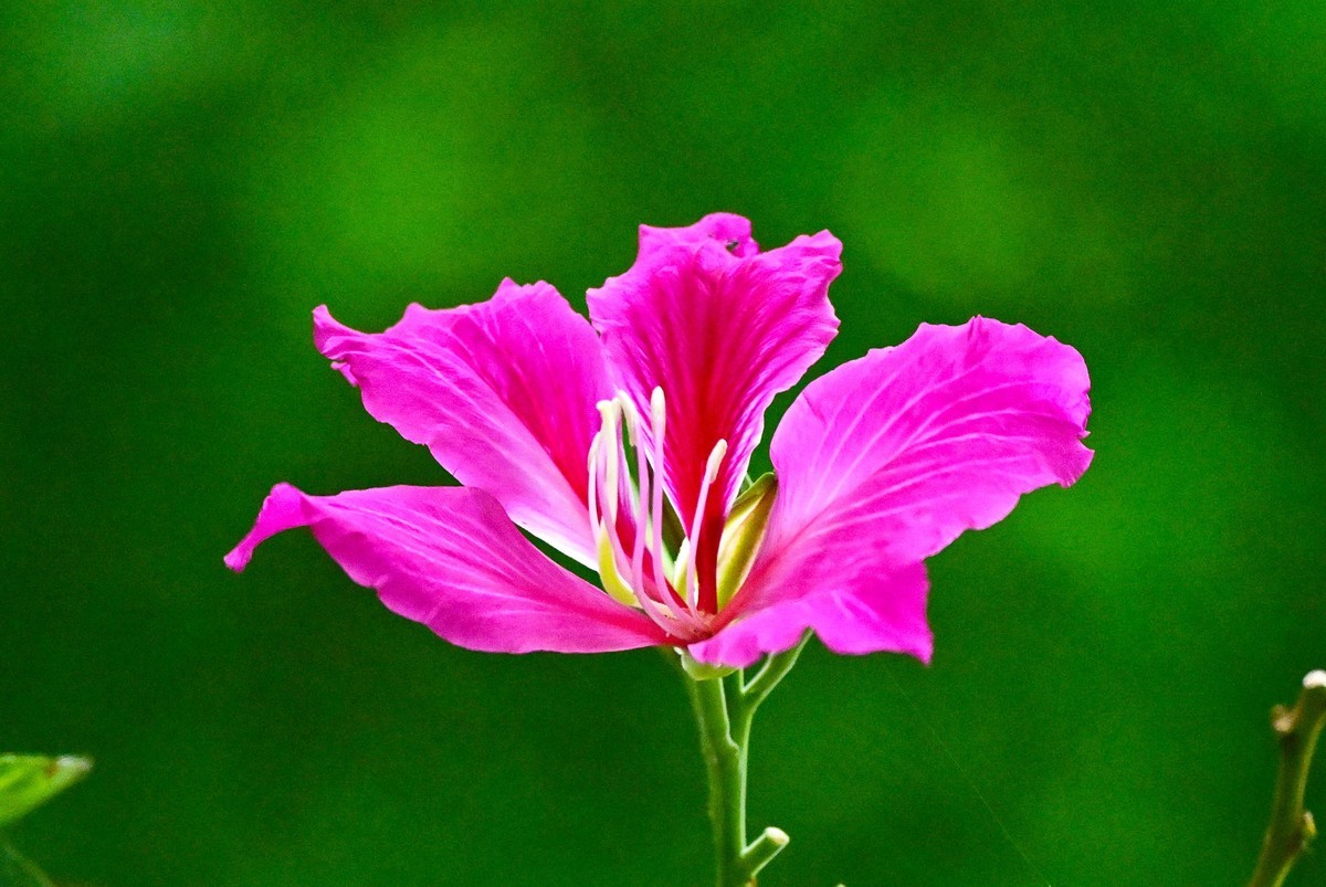 羊蹄甲花开