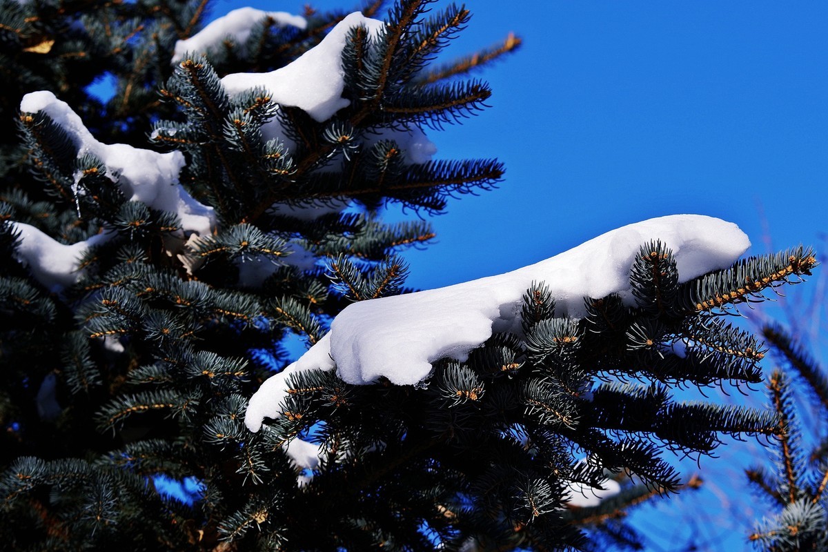 雪松