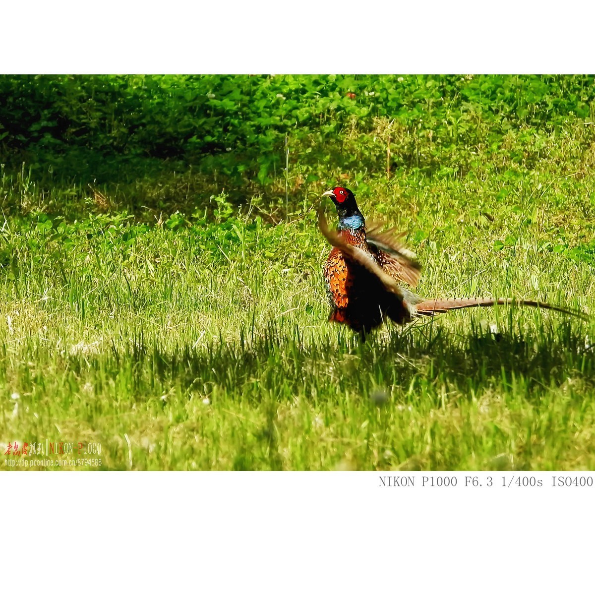 【雉鸡(野鸡)摄影图片】呼和浩特哈素海拍摄生态摄影_雀巢摄影_太平洋电脑网摄影部落
