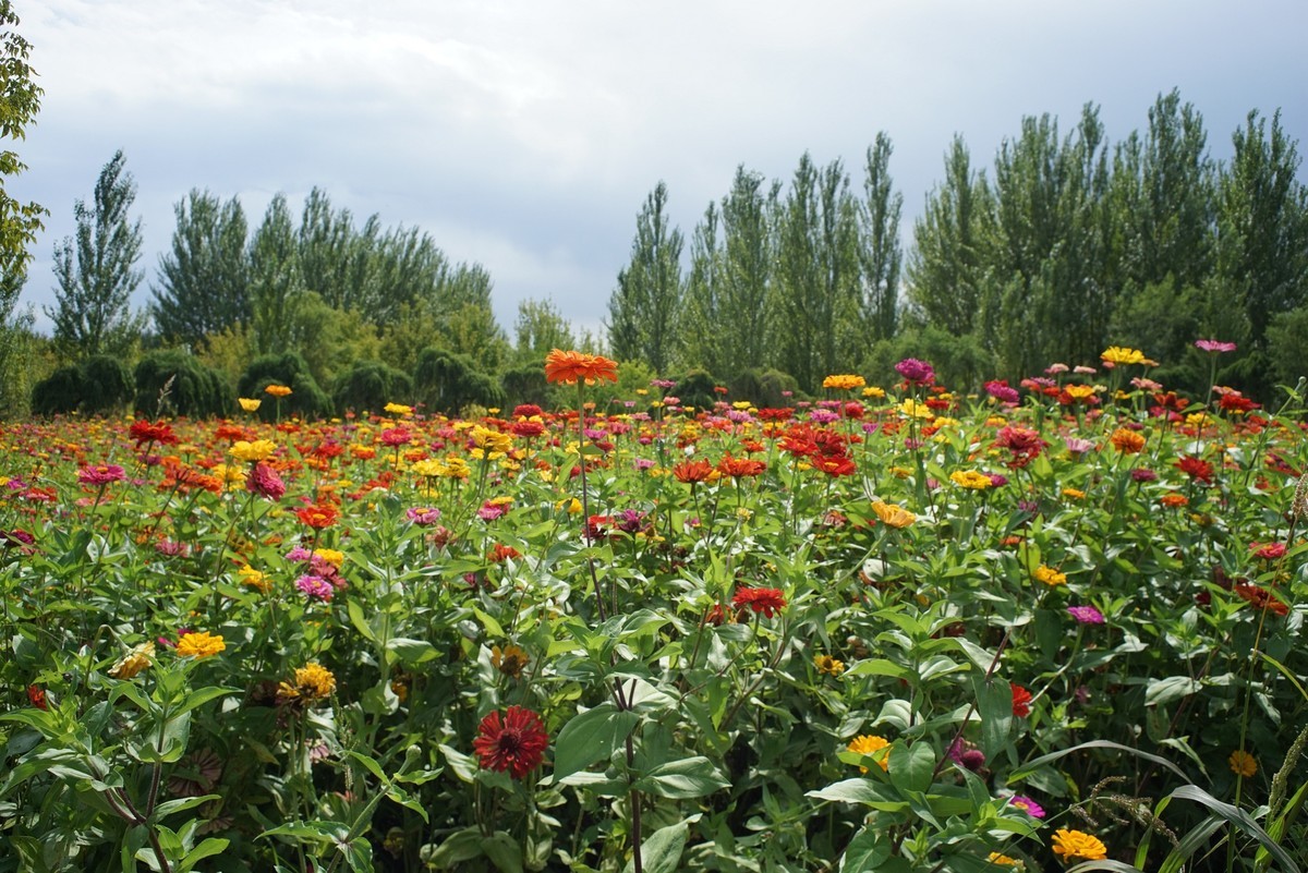花开在秋季（一）