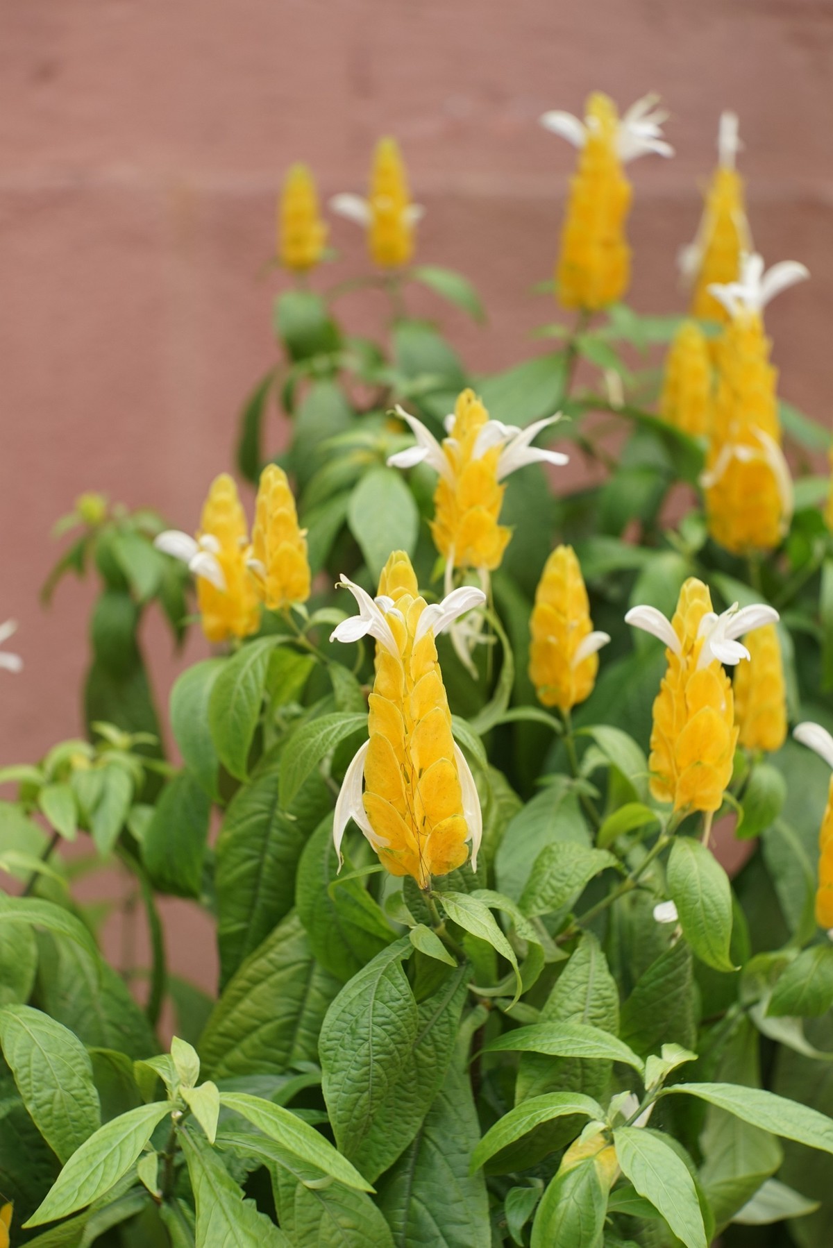 花开在秋季（一）