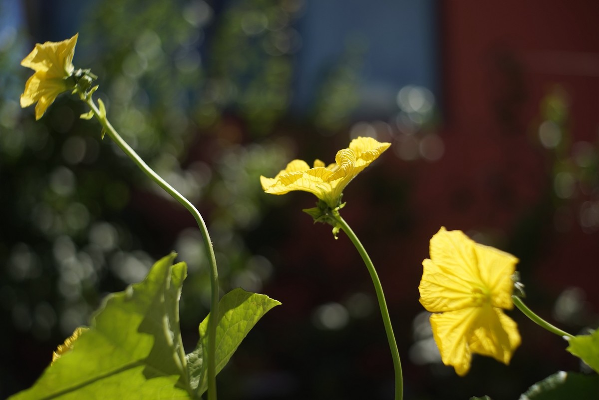 花开在秋季（一）