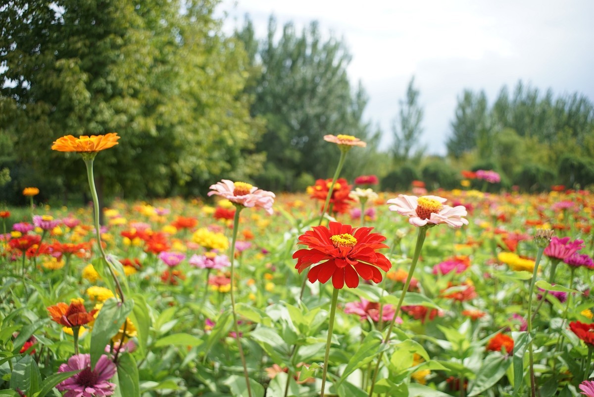 花开在秋季（一）