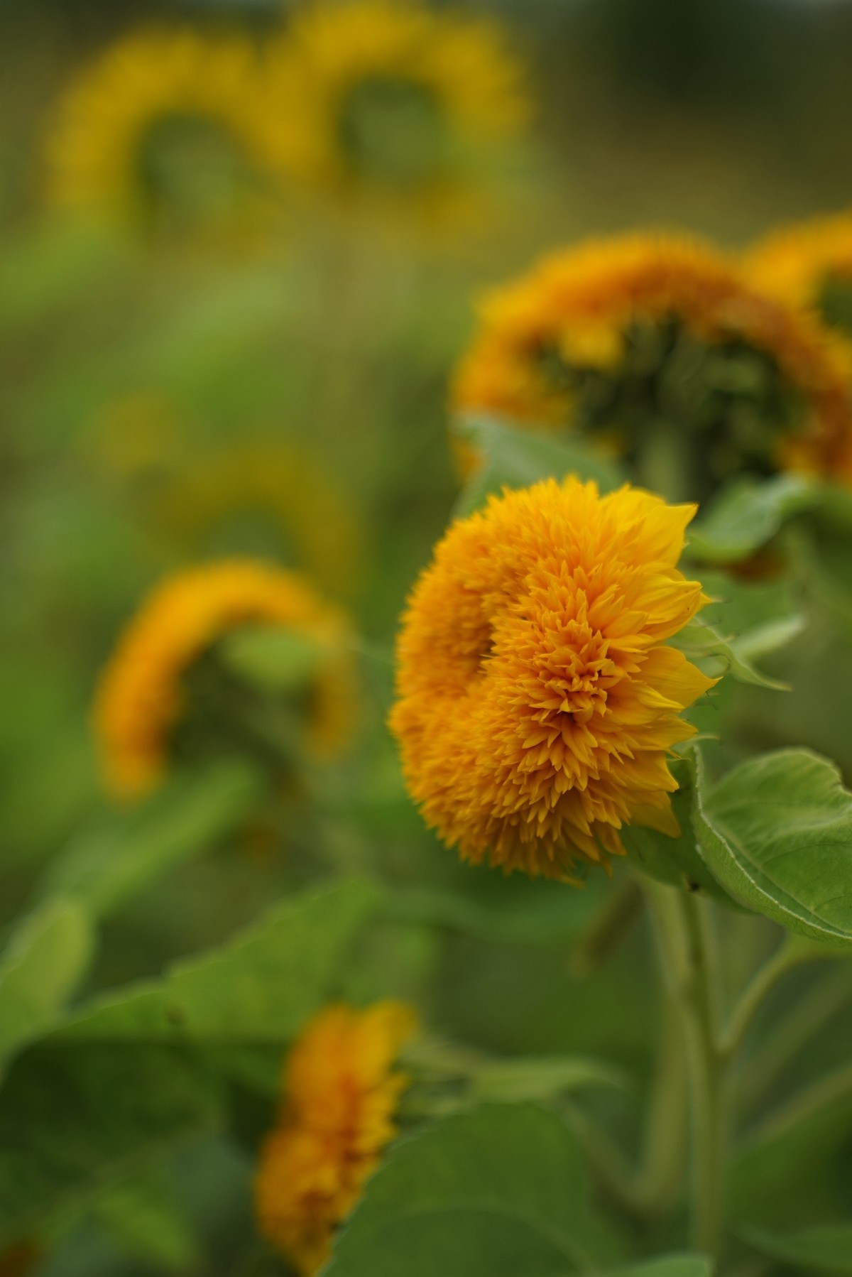 花开在秋季（一）
