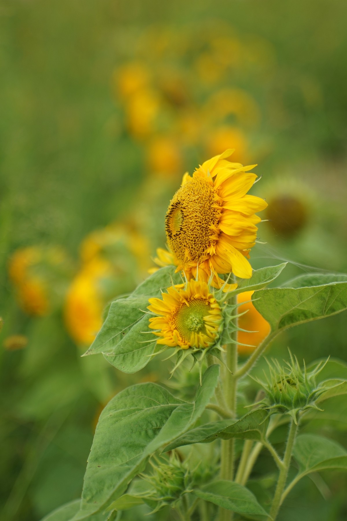 花开在秋季（一）