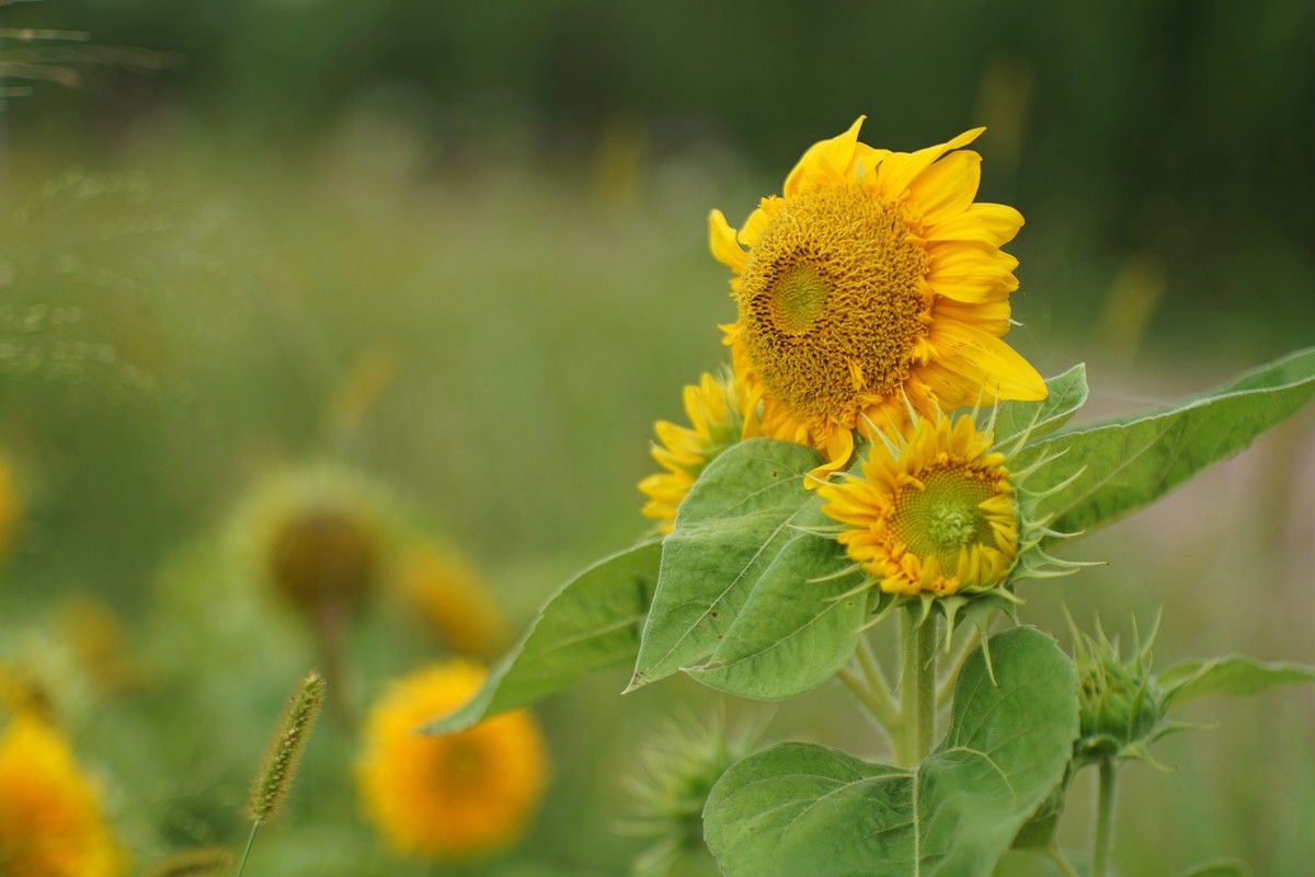 花开在秋季（一）