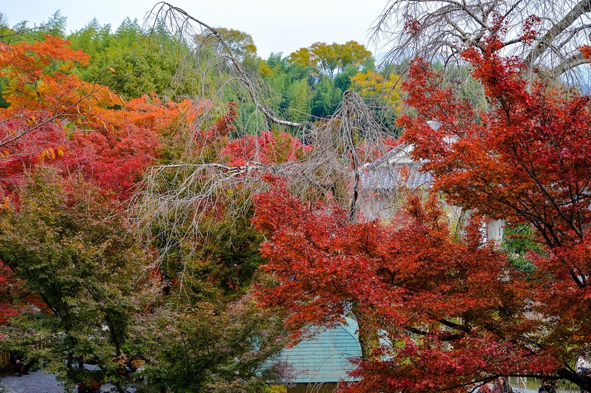 2019年京都天龙寺红叶-3-18