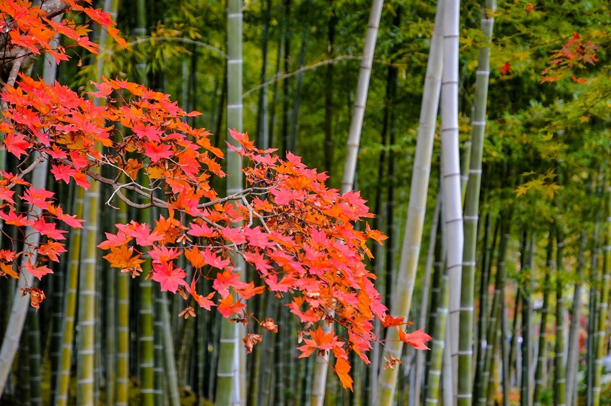2019年京都天龙寺红叶-3-18