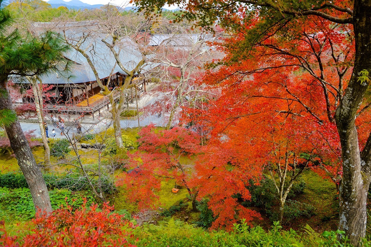 2019年京都天龙寺红叶-3-18