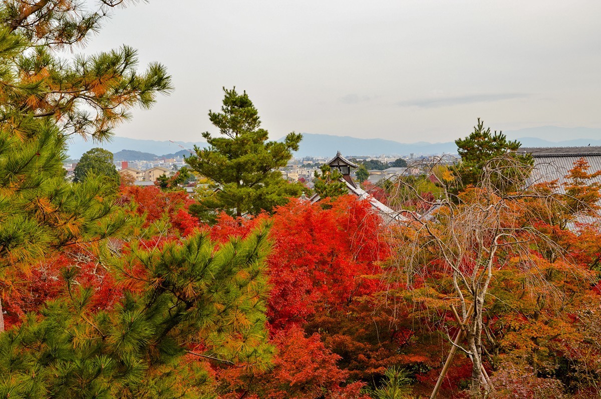 2019年京都天龙寺红叶-3-18