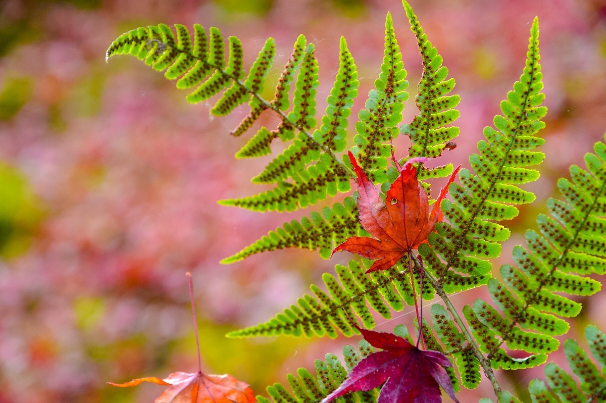 2019年京都天龙寺红叶-3-18