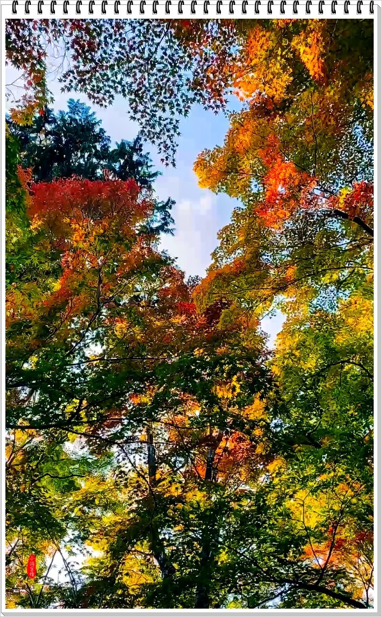 2022年京都岚山云拍-7