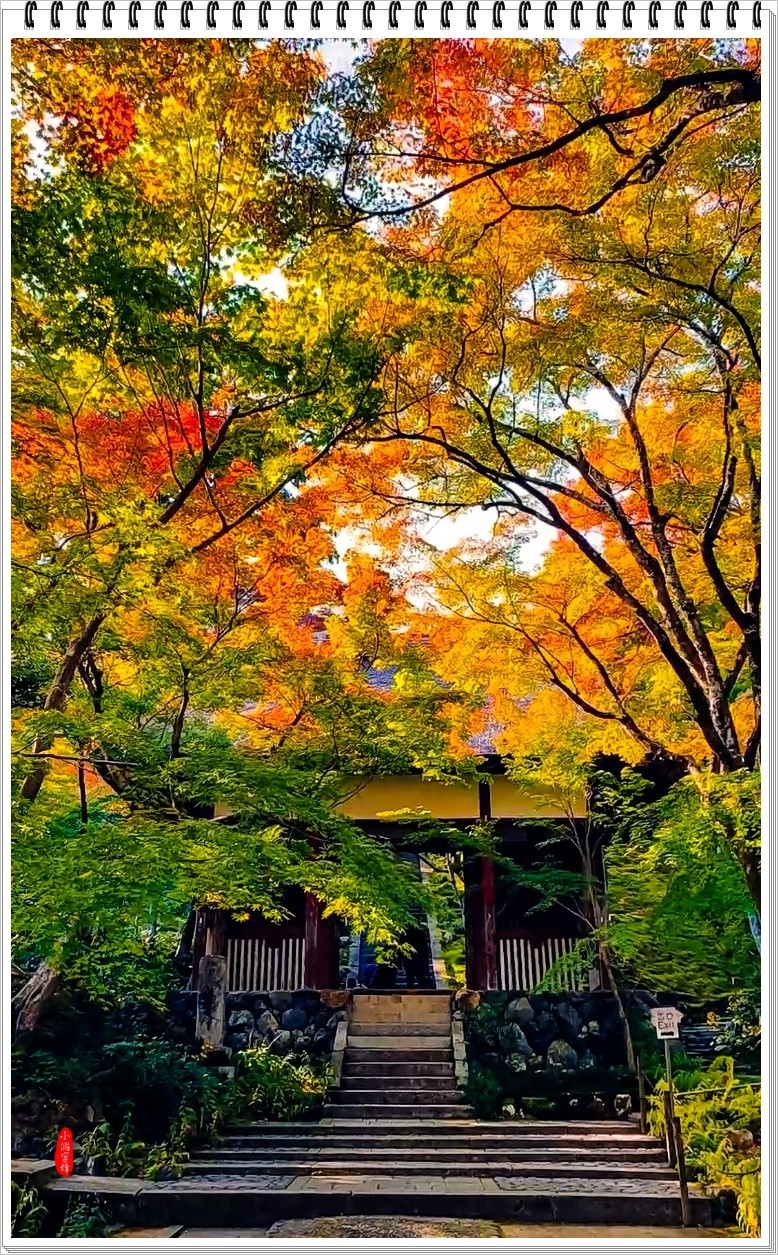 2022年京都岚山云拍-7