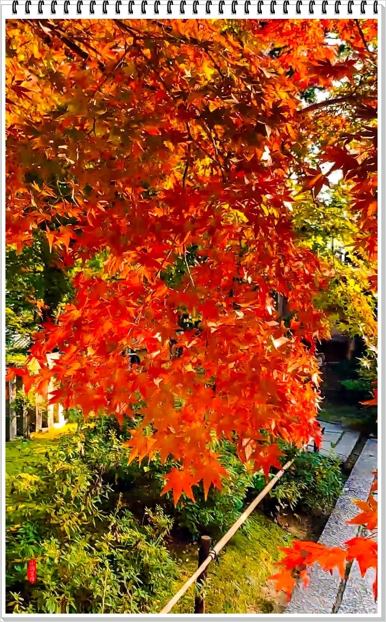 2022年京都岚山云拍-7