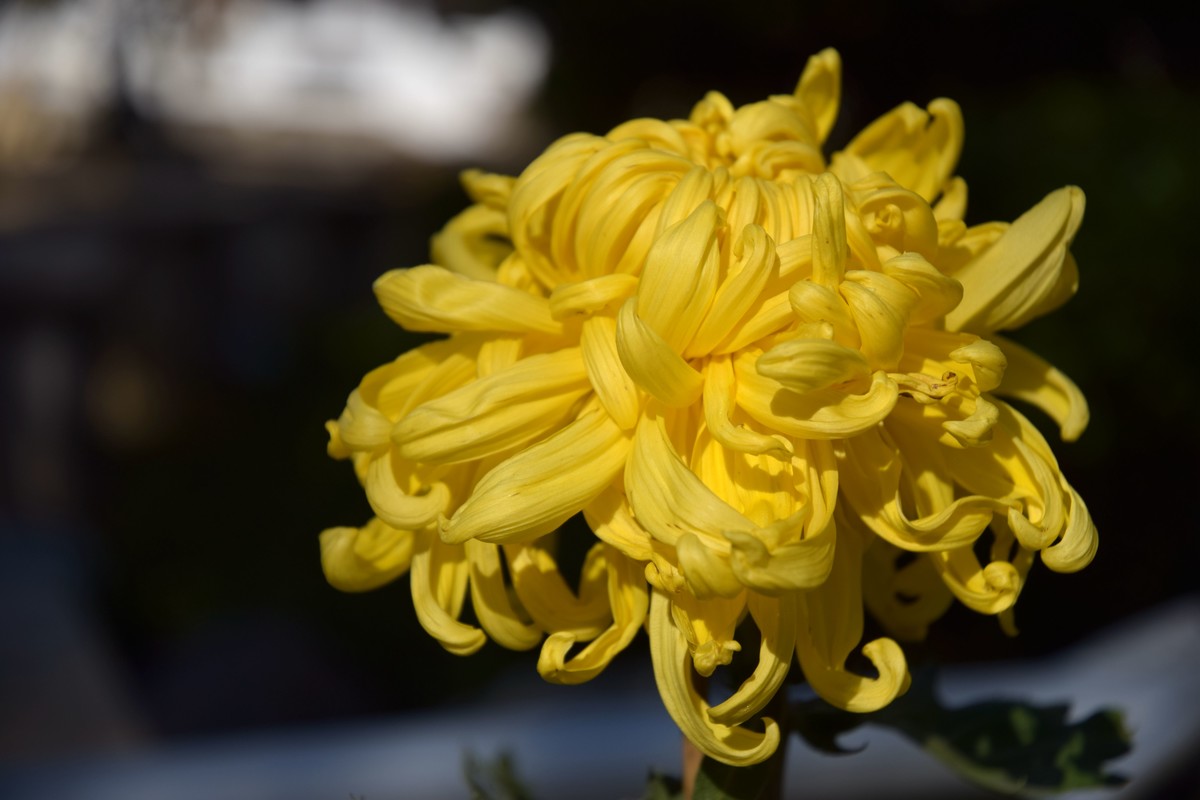 2022年水上公园拍菊花