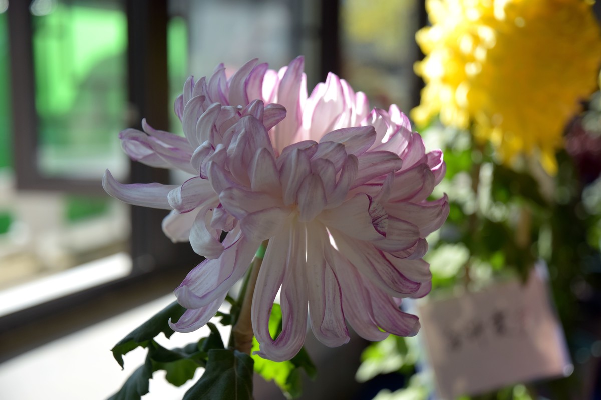 2022年水上公园拍菊花