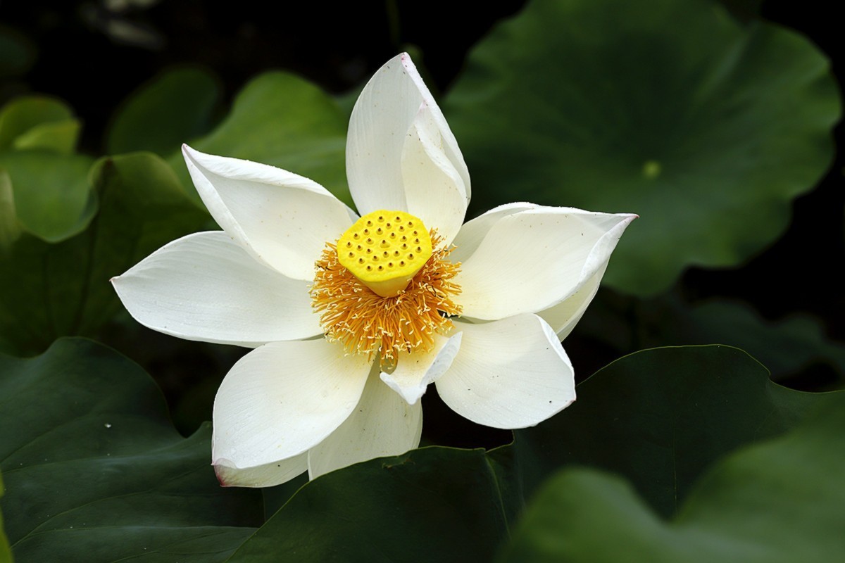 夏荷朵朵白如雪.