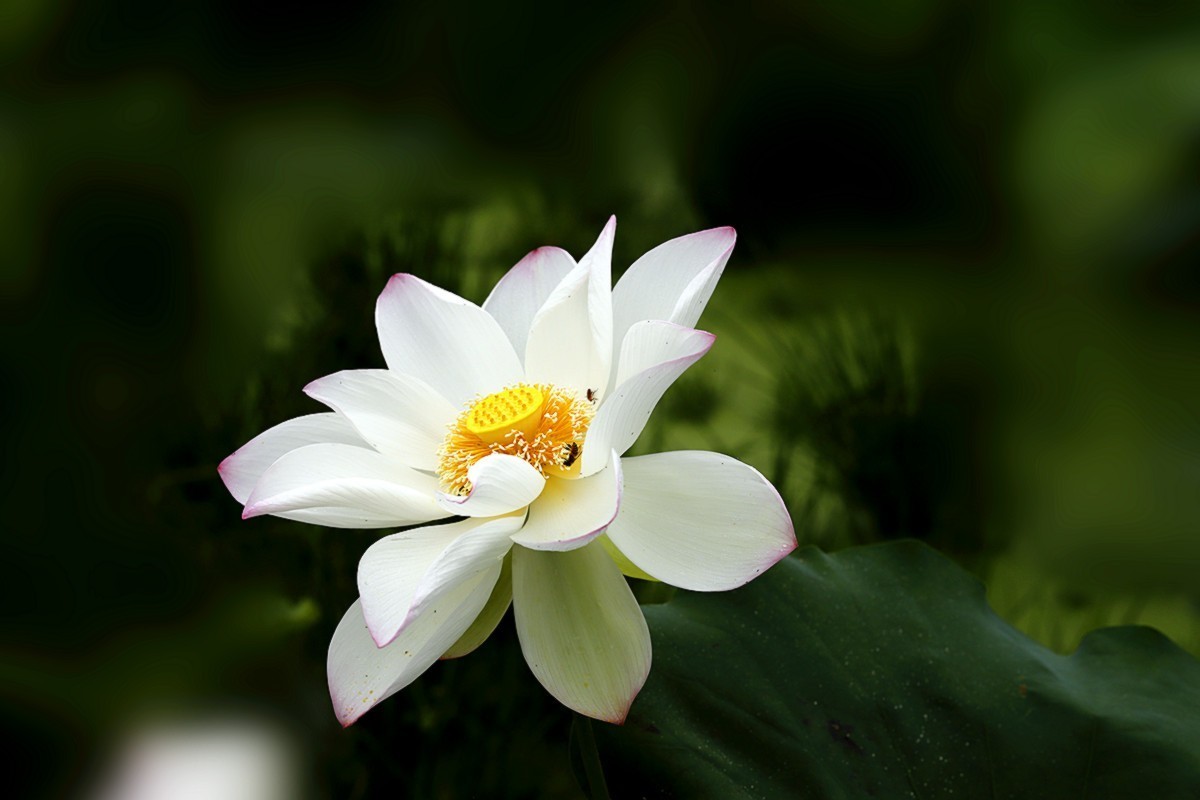 夏荷朵朵白如雪.