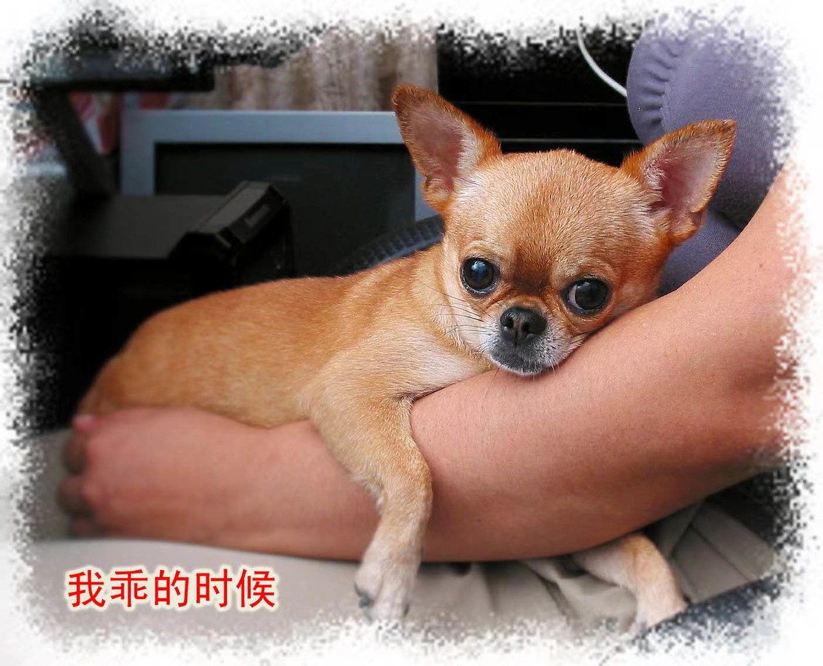 吉娃娃——贝贝