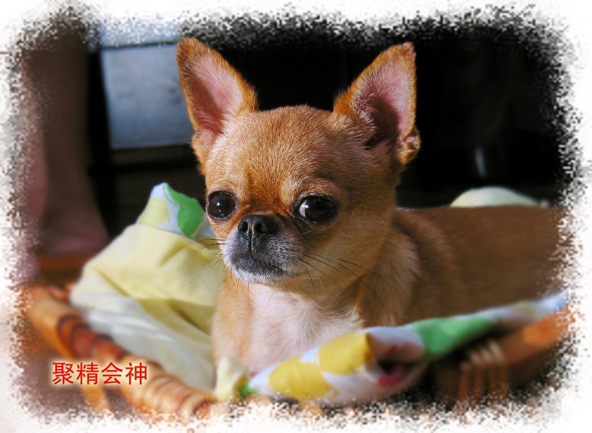 吉娃娃——贝贝