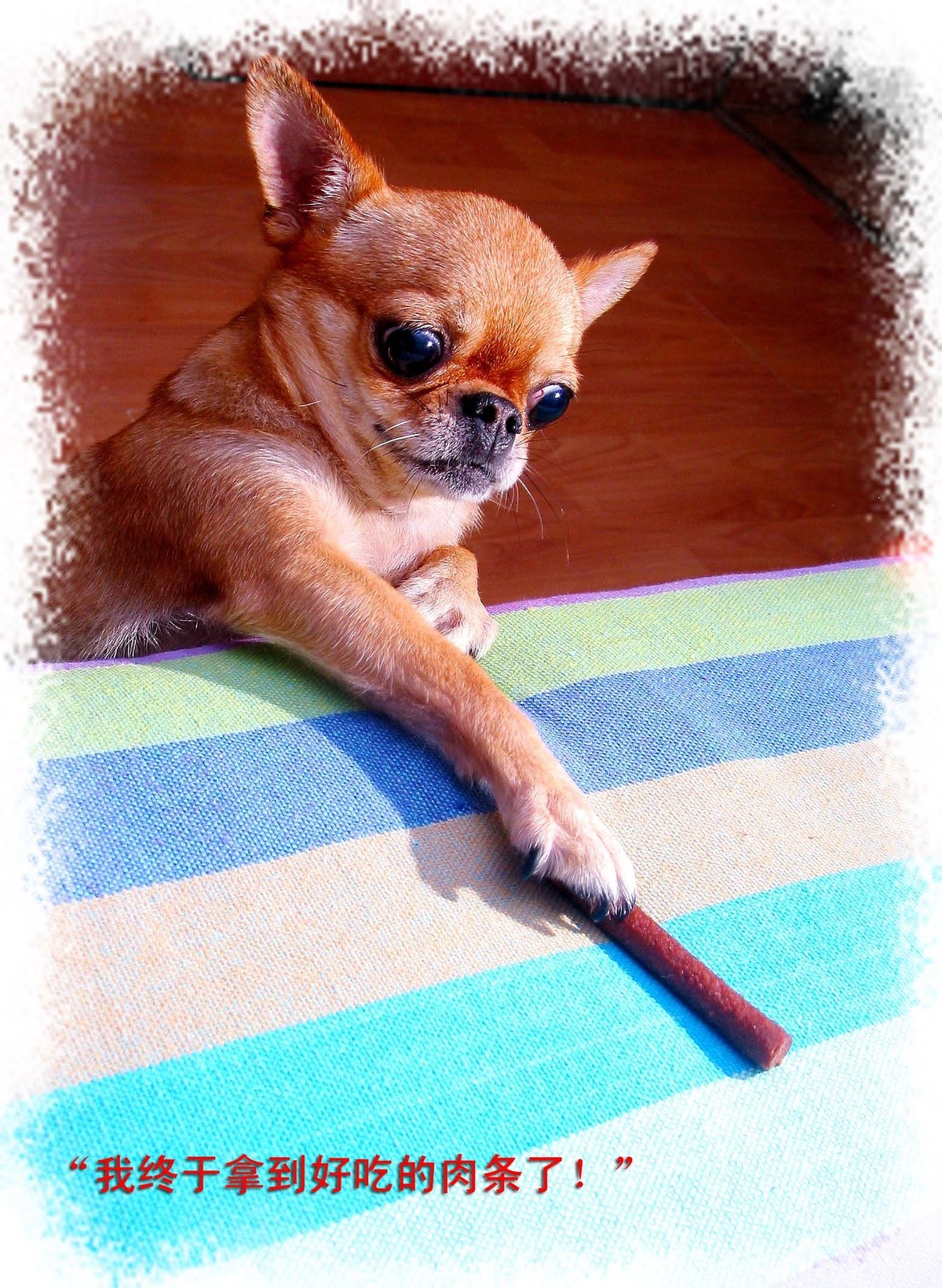 吉娃娃——贝贝