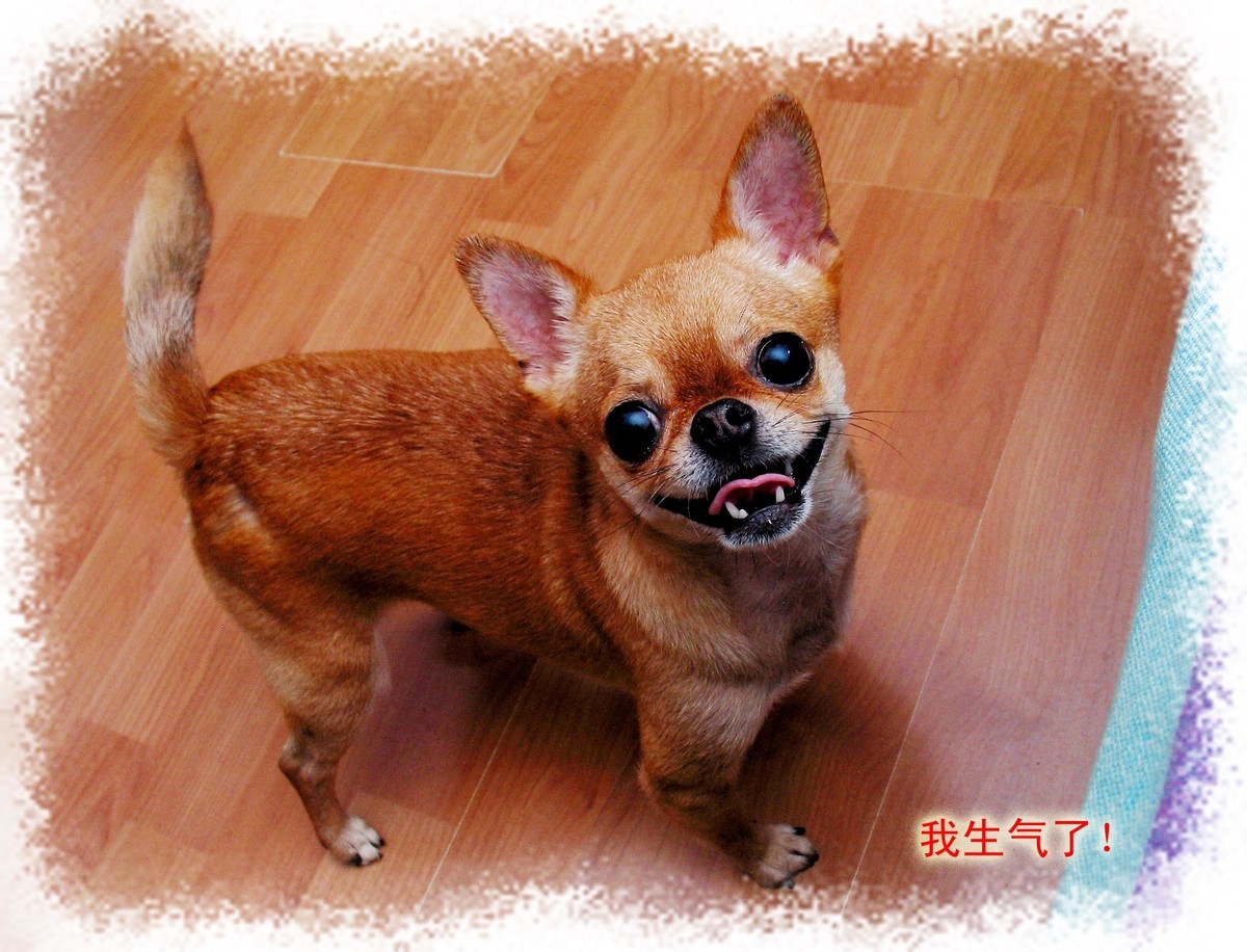 吉娃娃——贝贝