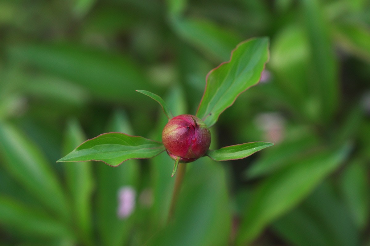 A50 F2.8 标微试镜