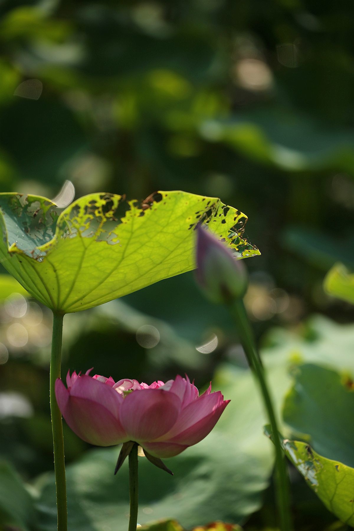 幽幽荷香【二】