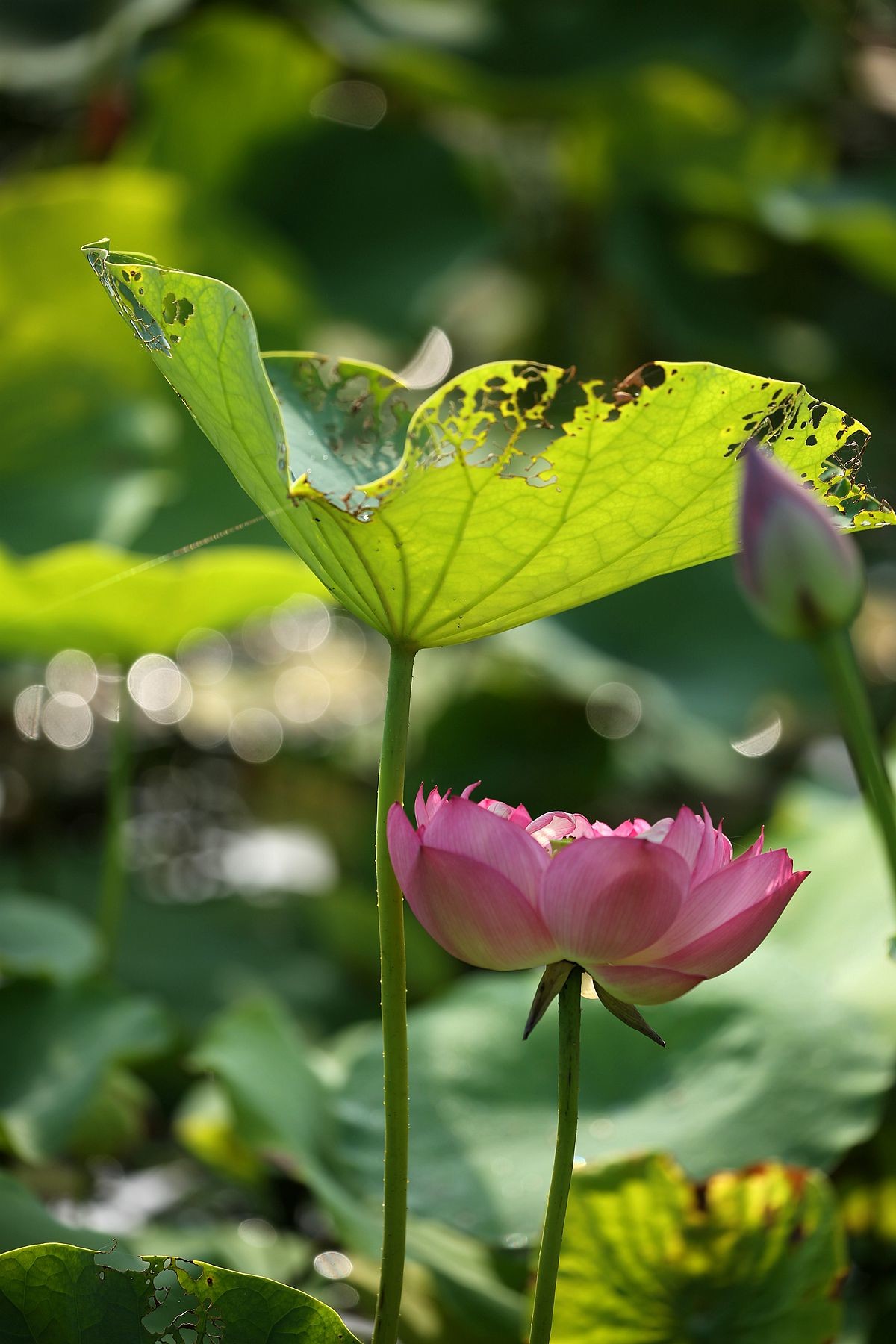 幽幽荷香【二】