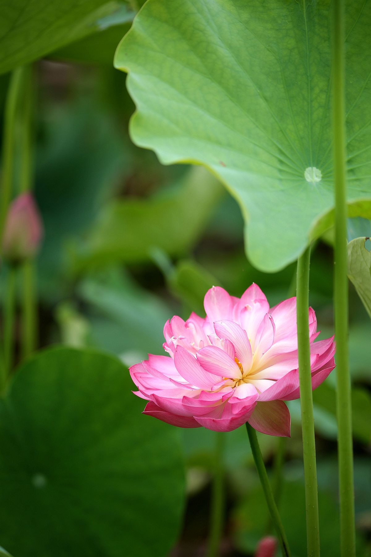 幽幽荷香【二】